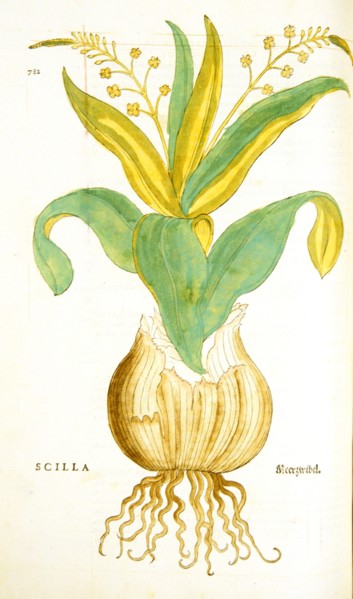 Scilla / Meerzwibel ca. 1542