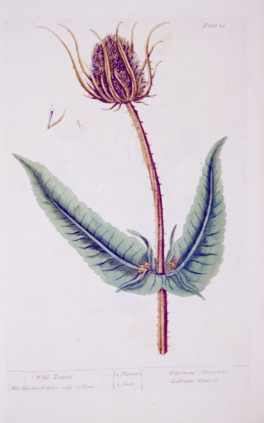 Wild teasel Dipsacus silvestris, labrum veneris ca. 1737