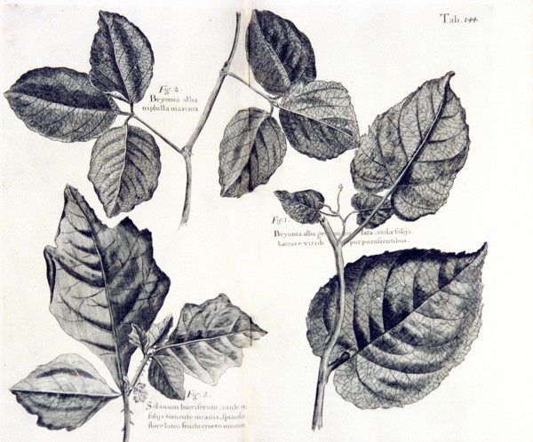Bryonia alba ca. 1707-1725 illustration