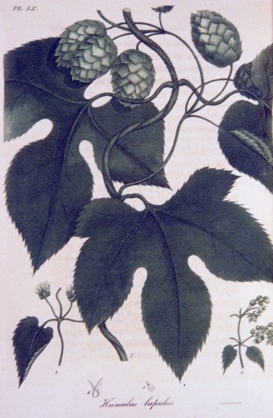 Humulus lupulus ca. 1820
