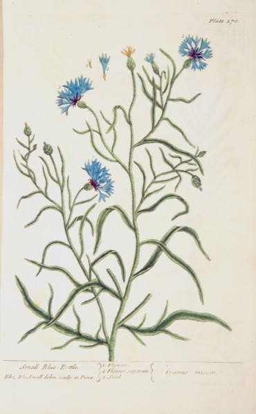 Small blue-bottle / Cyanus minor ca. 1737