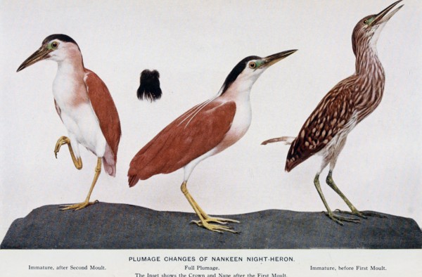 Historical Bird Illustration - Plumage changes of Nankeen Night Heron ca. 1901