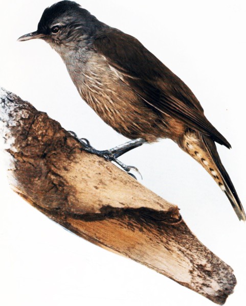 Historical Bird Illustrations - THE COOPERS CREEK TREE-CREEPER Climacteris waitei ca. 1901