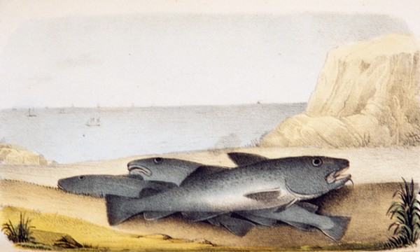 Gadus morrhua: Common cod ca. 1853