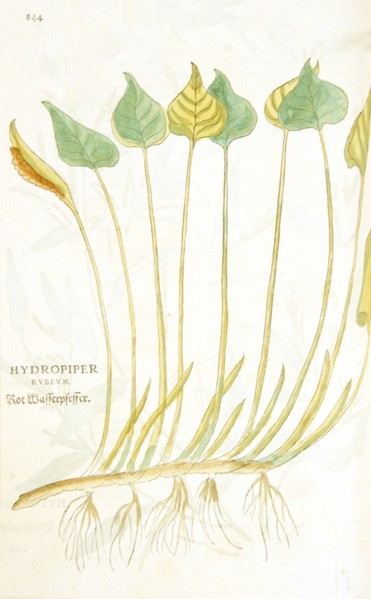 Hydropiper rubeum / Rot Wasserpfeffer ca. 1542