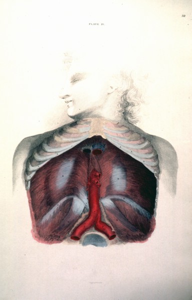 Cross-section of the organs of the human chest cavity ca. 1822-1826
