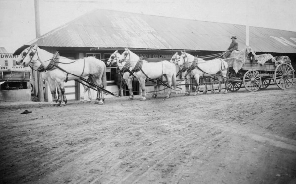 Horse team starting on trail to Chitina 1900-1927 Alaska.
