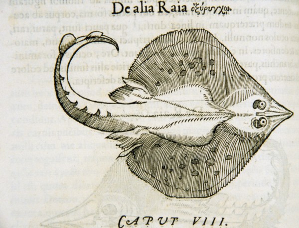 De alia raia ca. 1554