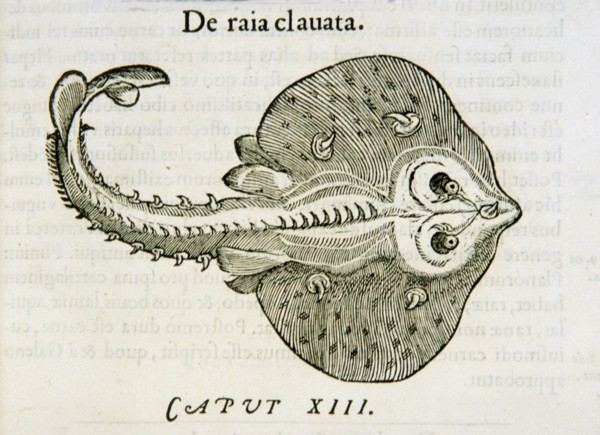 De raia clauata ca. 1554