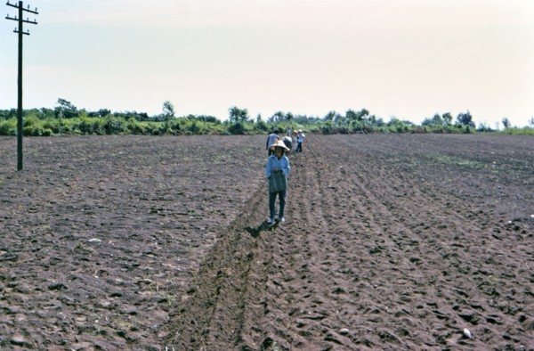 Traditional farm workers / laborers in a field in the Taiwan countryside ca. 1973