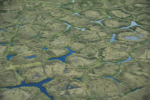 Ice wedge polygons on the north slope of Alaska ca. July 2010