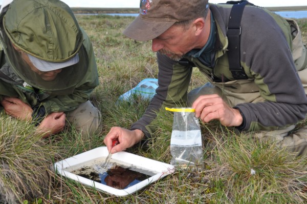 Sorting through invertebrates from a north slope lake of Alaska ca. July 2010