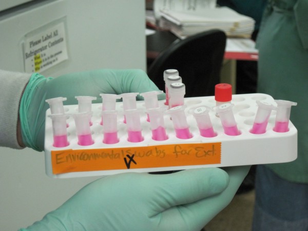 Environmental swabs in a laboratory ready for extraction ca. 2010