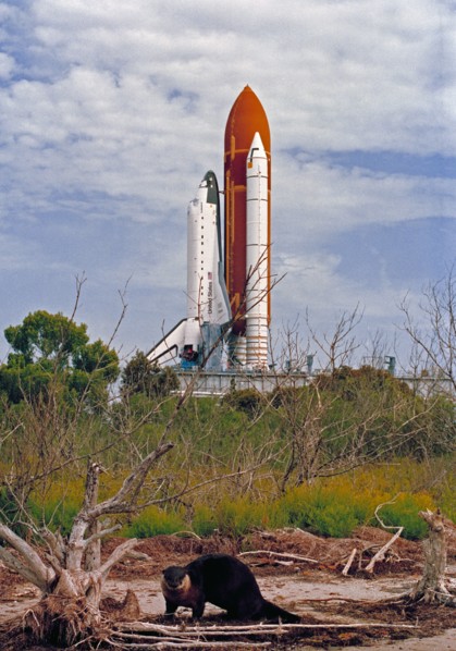 1992 - Endeavour, Orbiter Vehicle (OV) 105, roll out to KSC Launch Complex Pad 39B