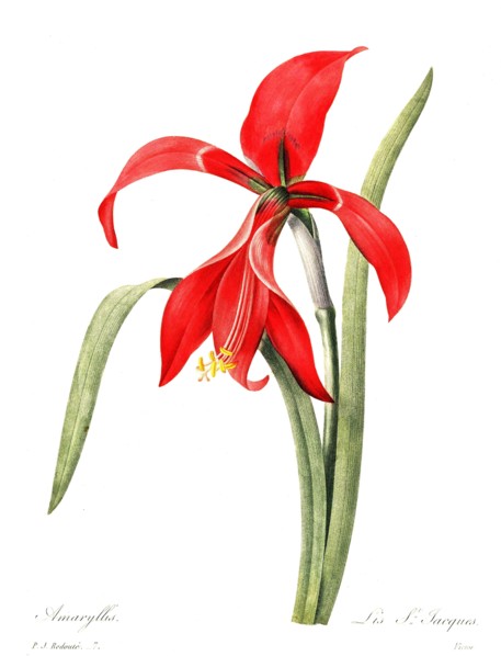 Amaryllis belladonna