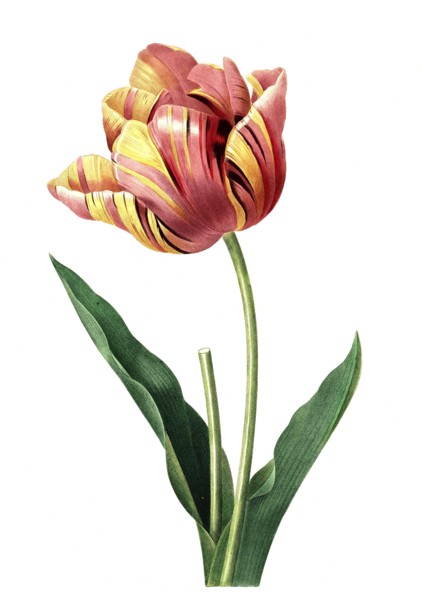 Tulip
