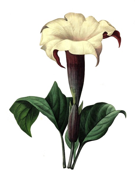 Datura stramonium