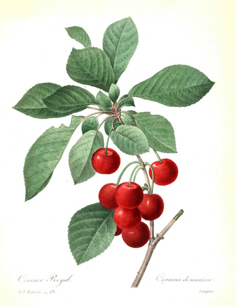 Prunus cerasus