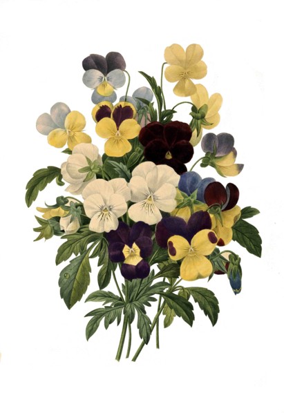 garden pansy