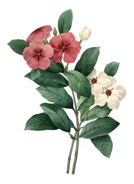 red blossoming Vinca