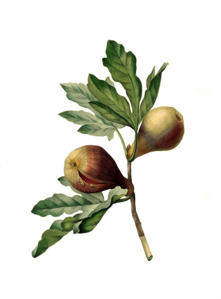 fig