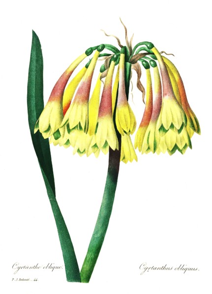 Cyrtanthus is a genus of perennial