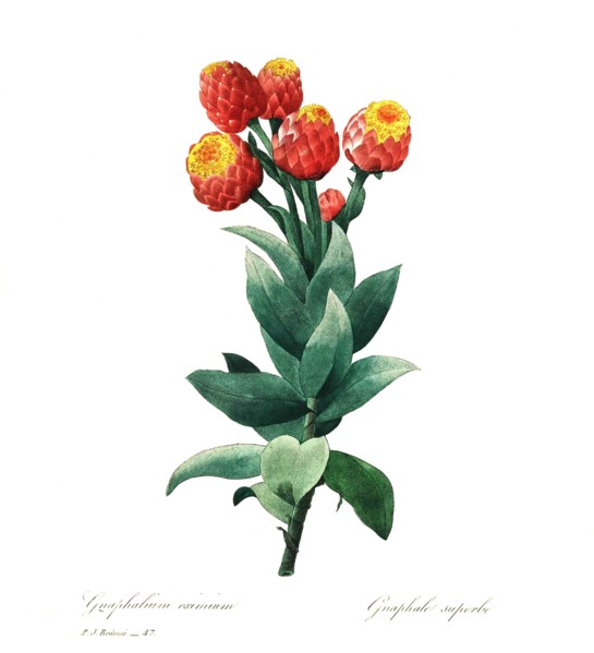 Gnaphalium is a genus of flowering plants in the sunflower family