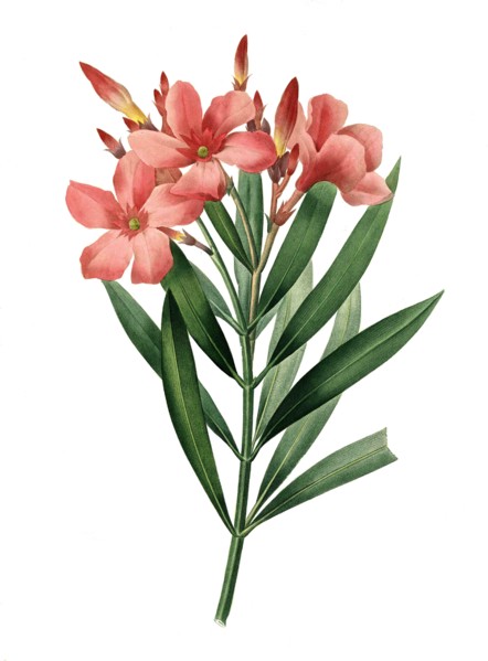 Nerium oleander