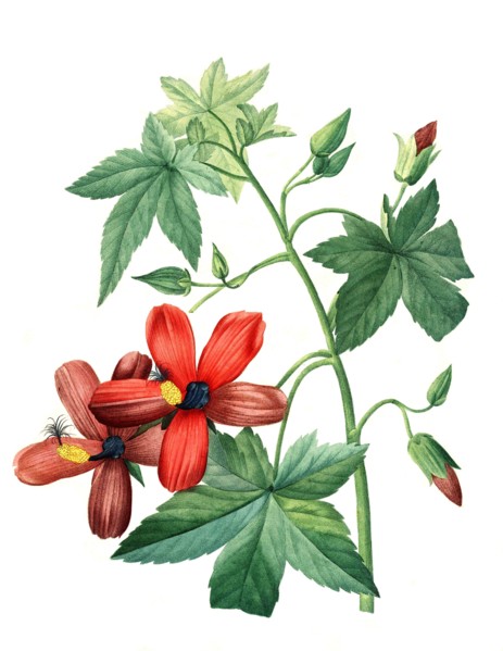 Hibiscus
