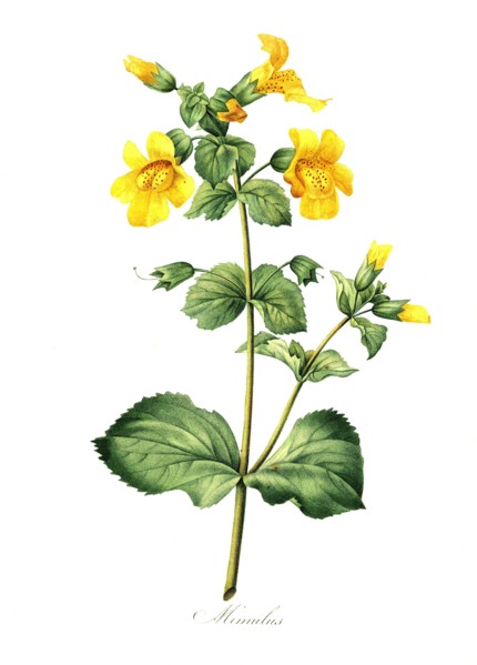 yellow Mimulus