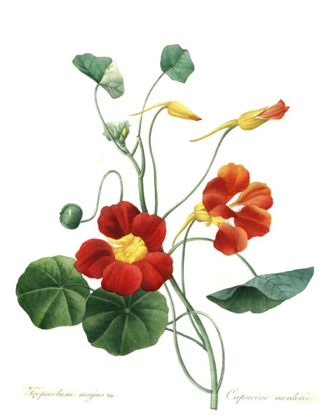 Tropaeolum majus