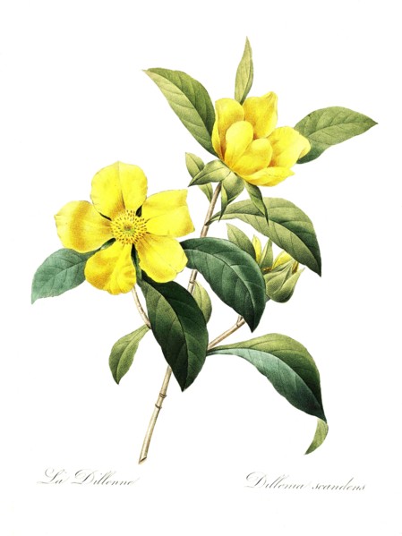Dillenia indica