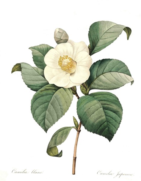 Camellia japonica