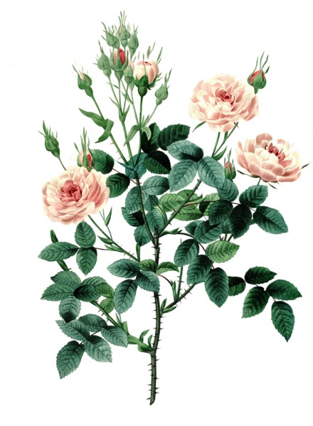 Rosa × damascena