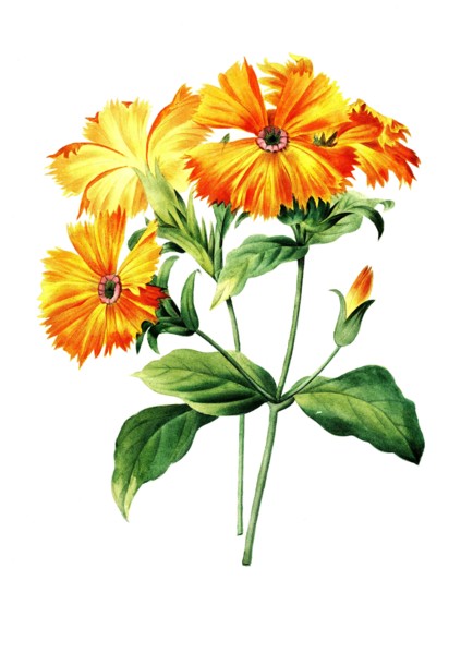 Silene