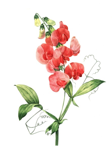 Lathyrus latifolius