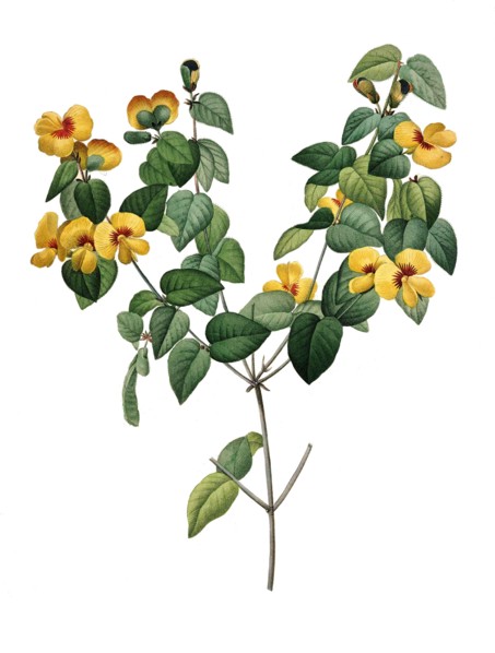 Platylobium is a genus of shrubs in the family Fabaceae