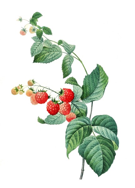 Rubus idaeus