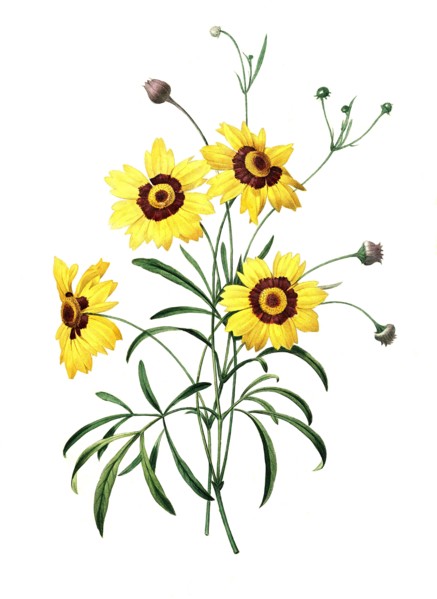 calliopsis or tickseed