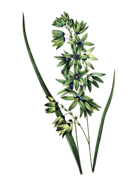 Ixia is a genus of cormous plants from the family Iridaceae