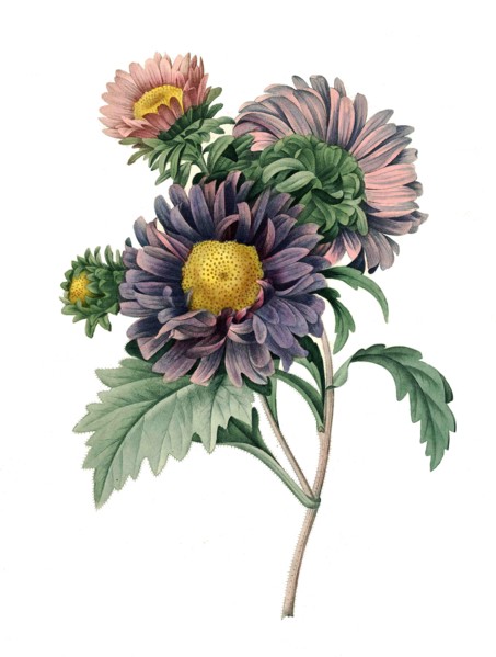 Symphyotrichum chilense (formerly Aster chilensis) is a species of flowering plant in the family Asteraceae known by the common names Pacific aster and common California aster