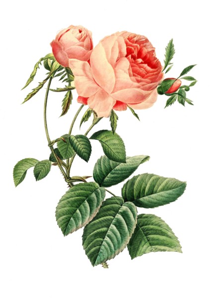 Rosa centifolia