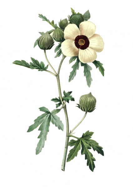 Hibiscus trionum