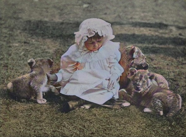 Little girl plays with three lion cubs