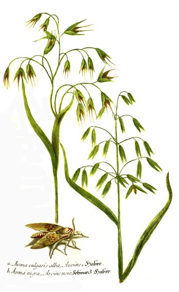 common oat