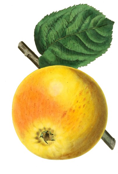 apple Blenheim pippin