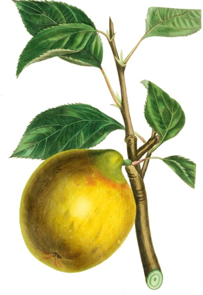 apple lemon pippin