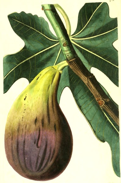 Ficus carica Brunswick is an attractive
