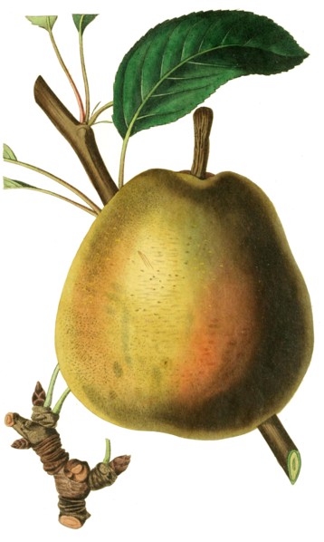 the Gilogil Pear