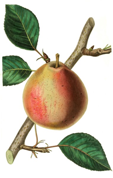 the princess of orange pear